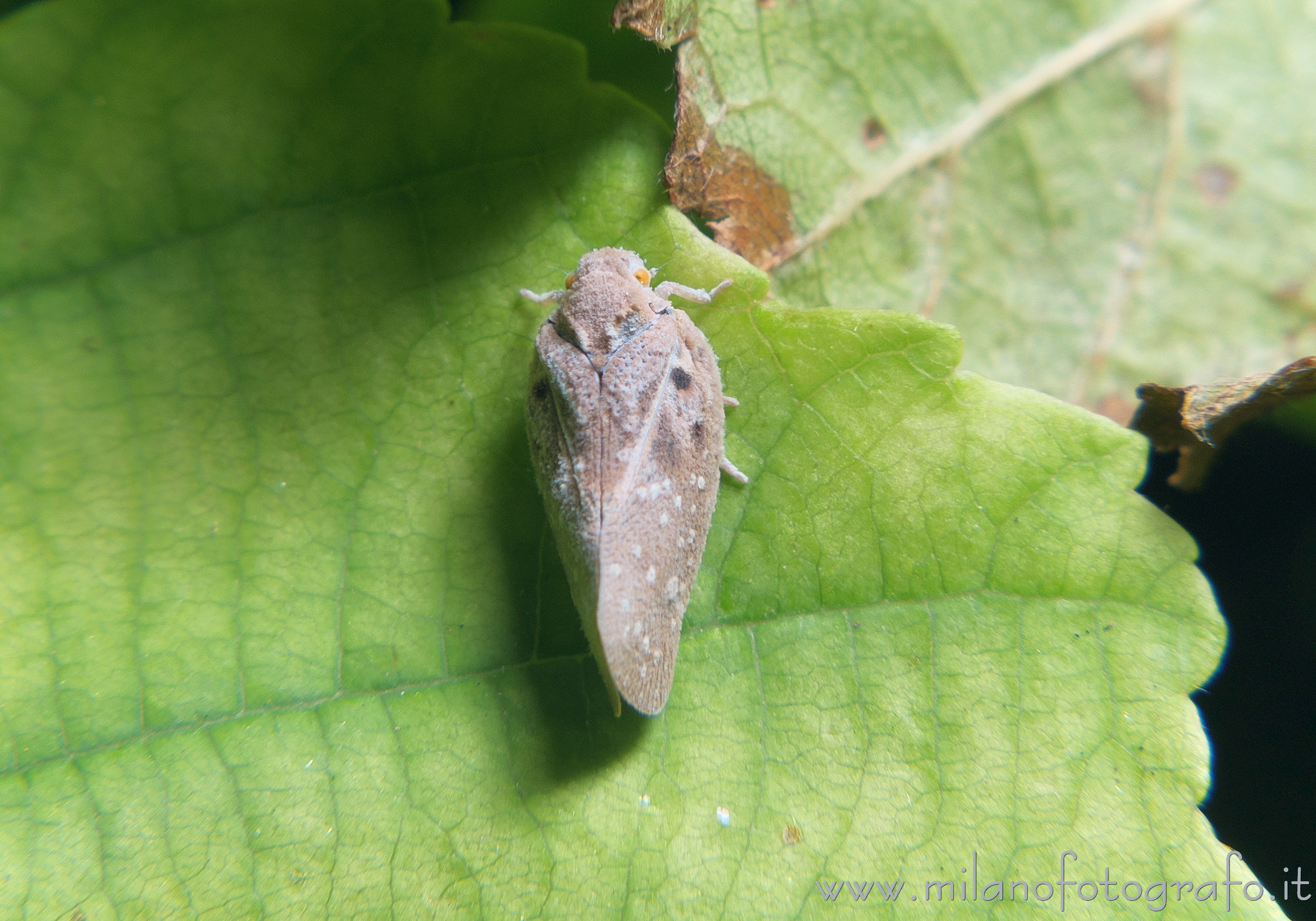 Cadrezzate (Varese) - Metcalfa pruinosa